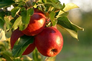 リンゴ　収穫