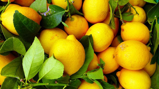 レモン　収穫