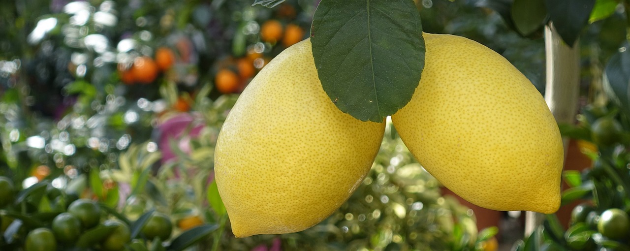 レモンについて！【栄養素・健康効果・選び方・保存方法等を解説】
