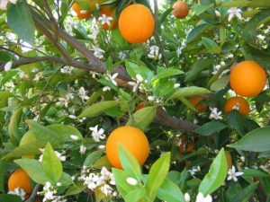 オレンジ　花　果実